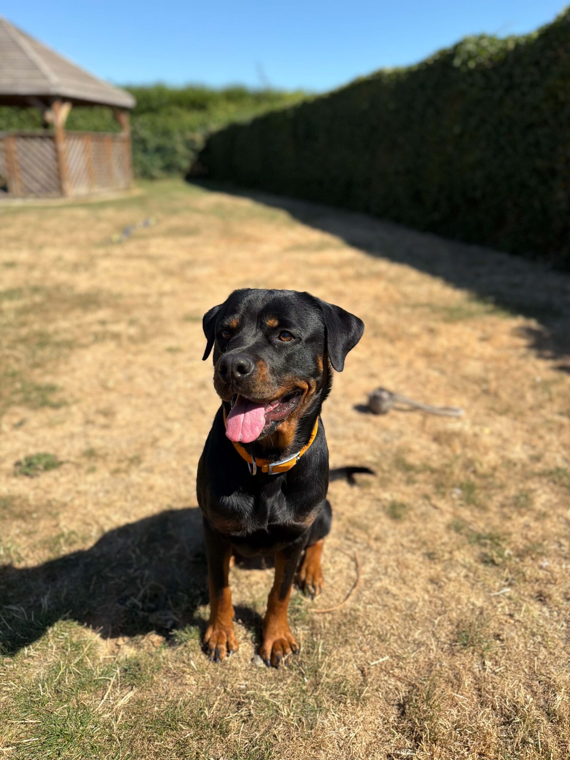 Nusa, chien à l'adoption chez Sans Collier