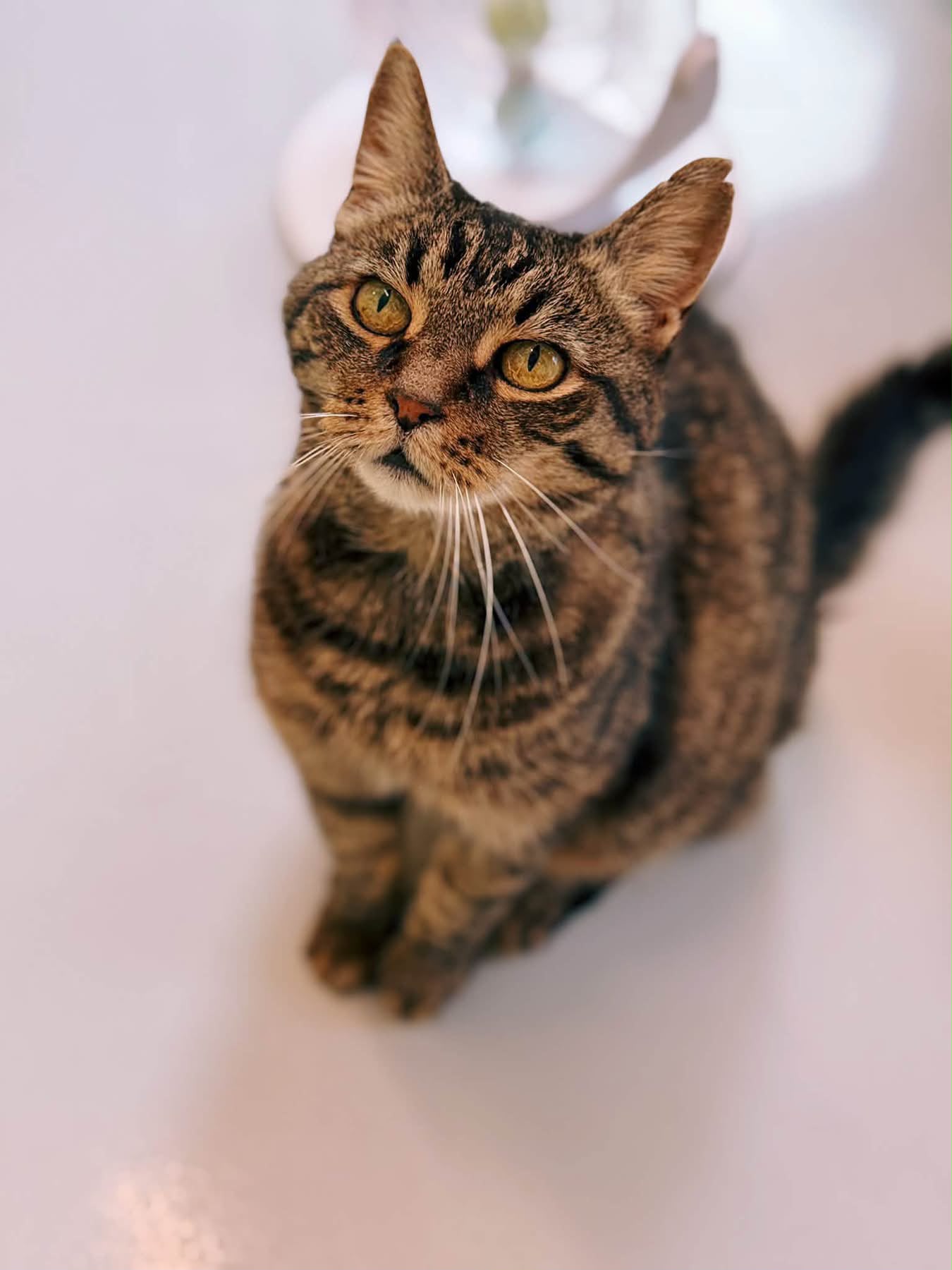 Petit chat, chat à l'adoption chez Sans Collier