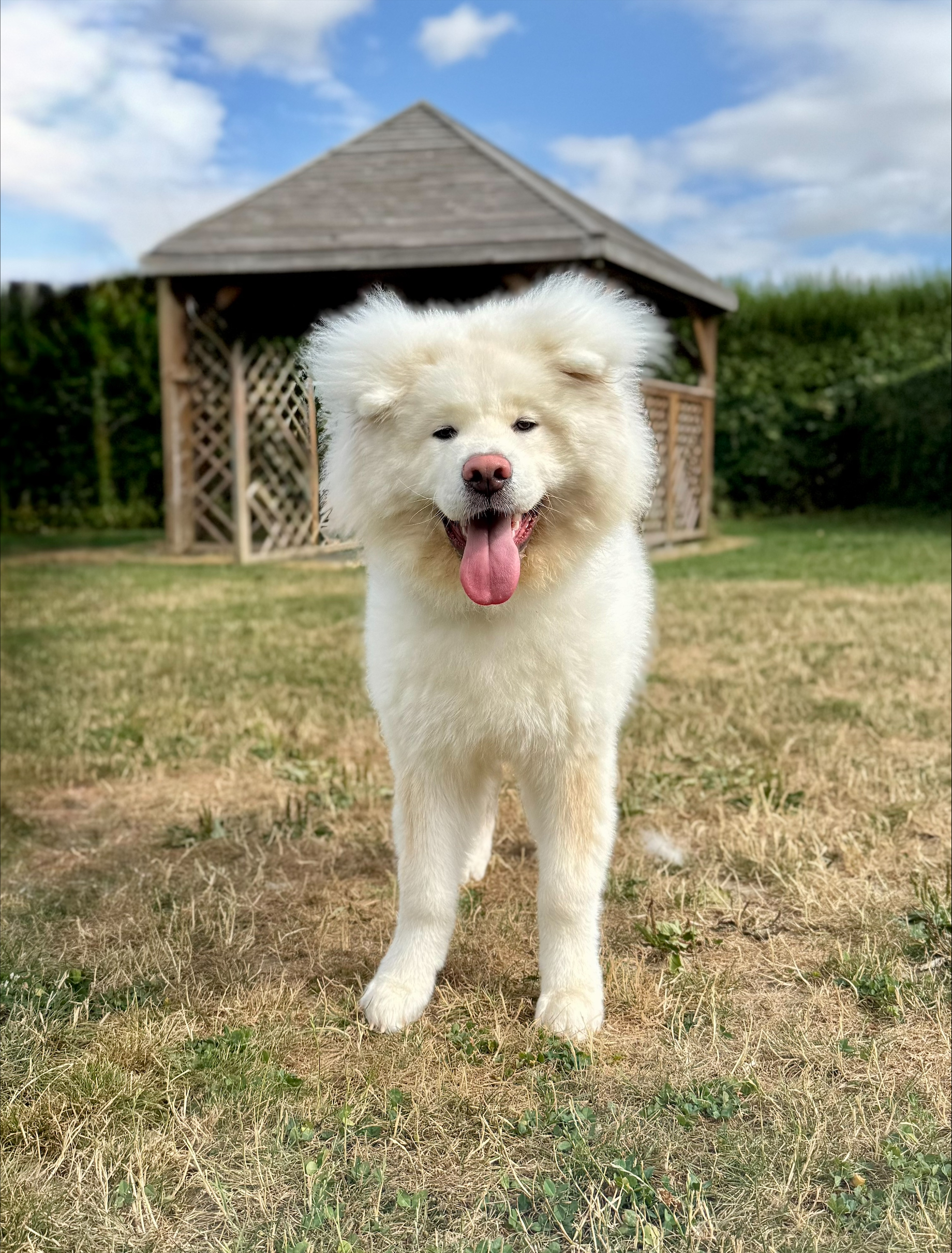 suki