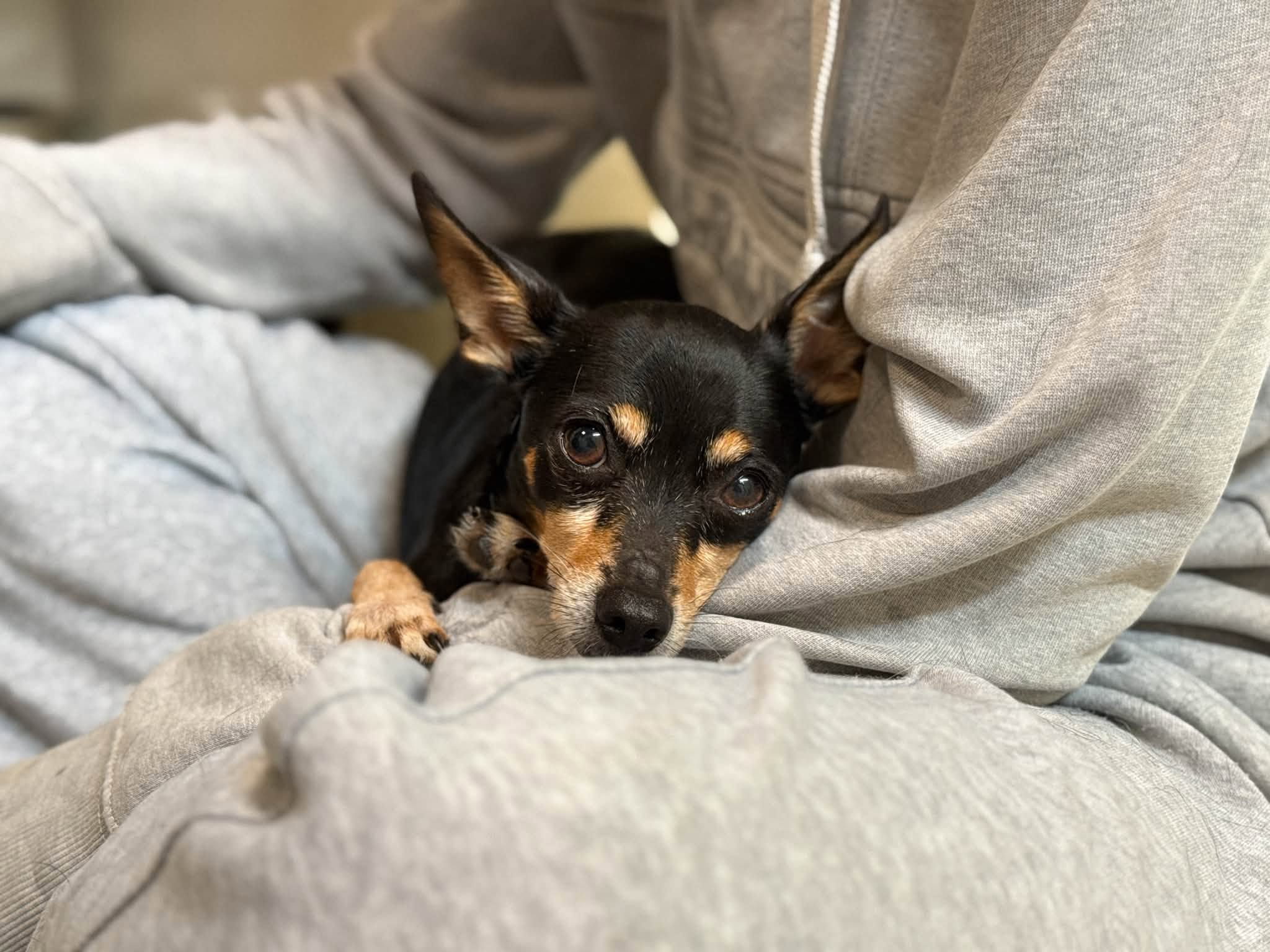 Alphy, chien à l'adoption chez Sans Collier