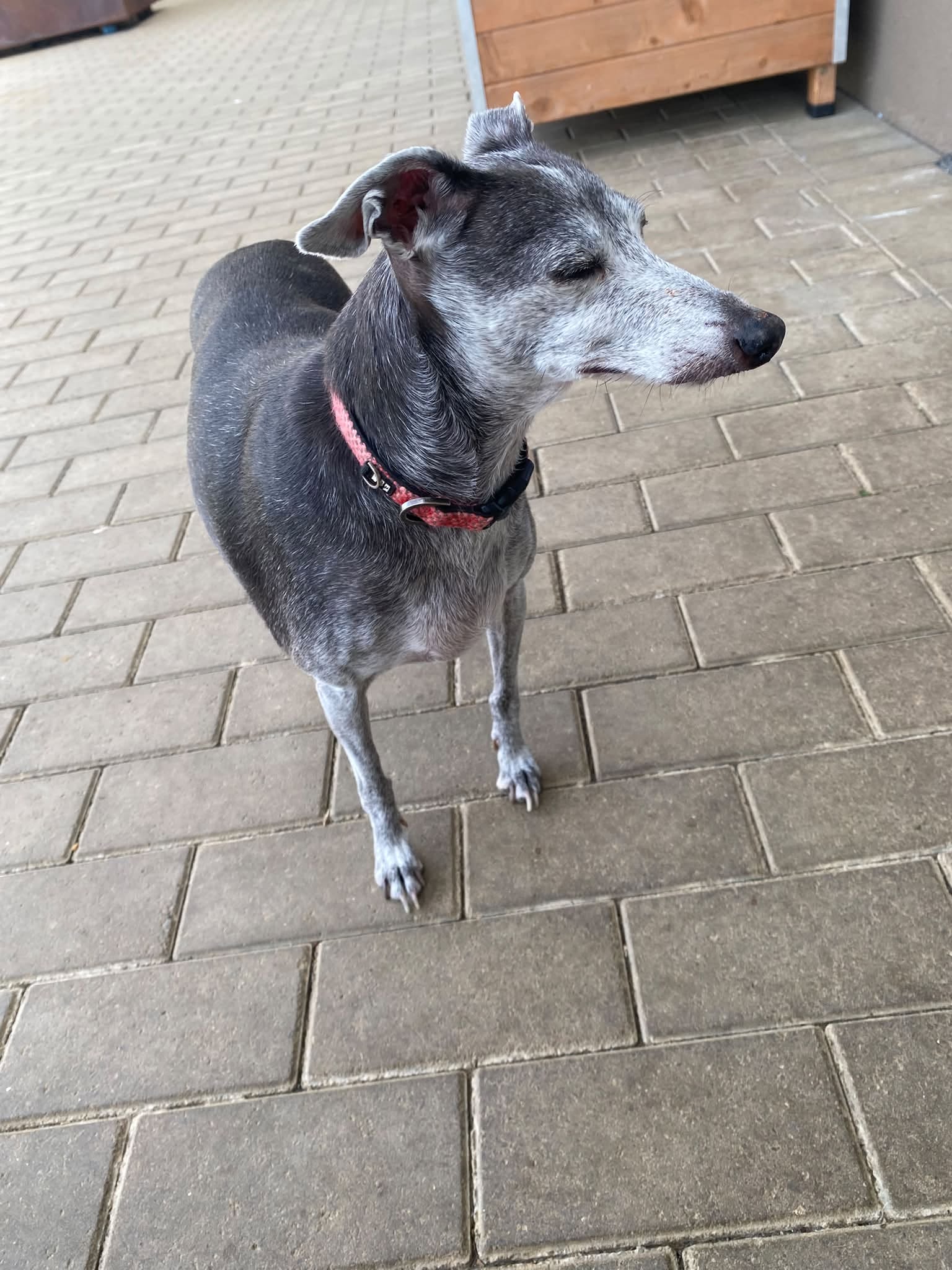 Maggy, chien à l'adoption chez Sans Collier