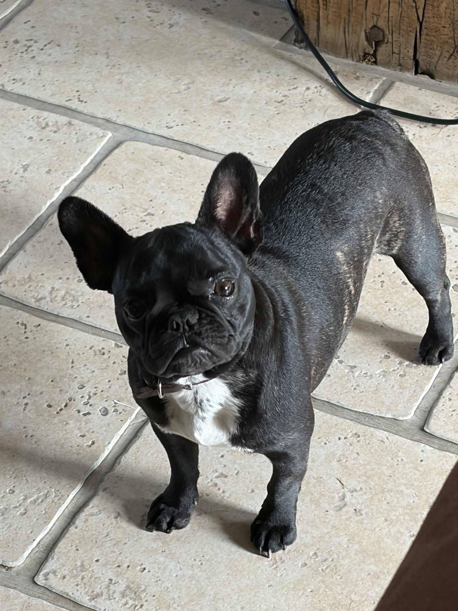 Angele, chien à l'adoption chez Sans Collier