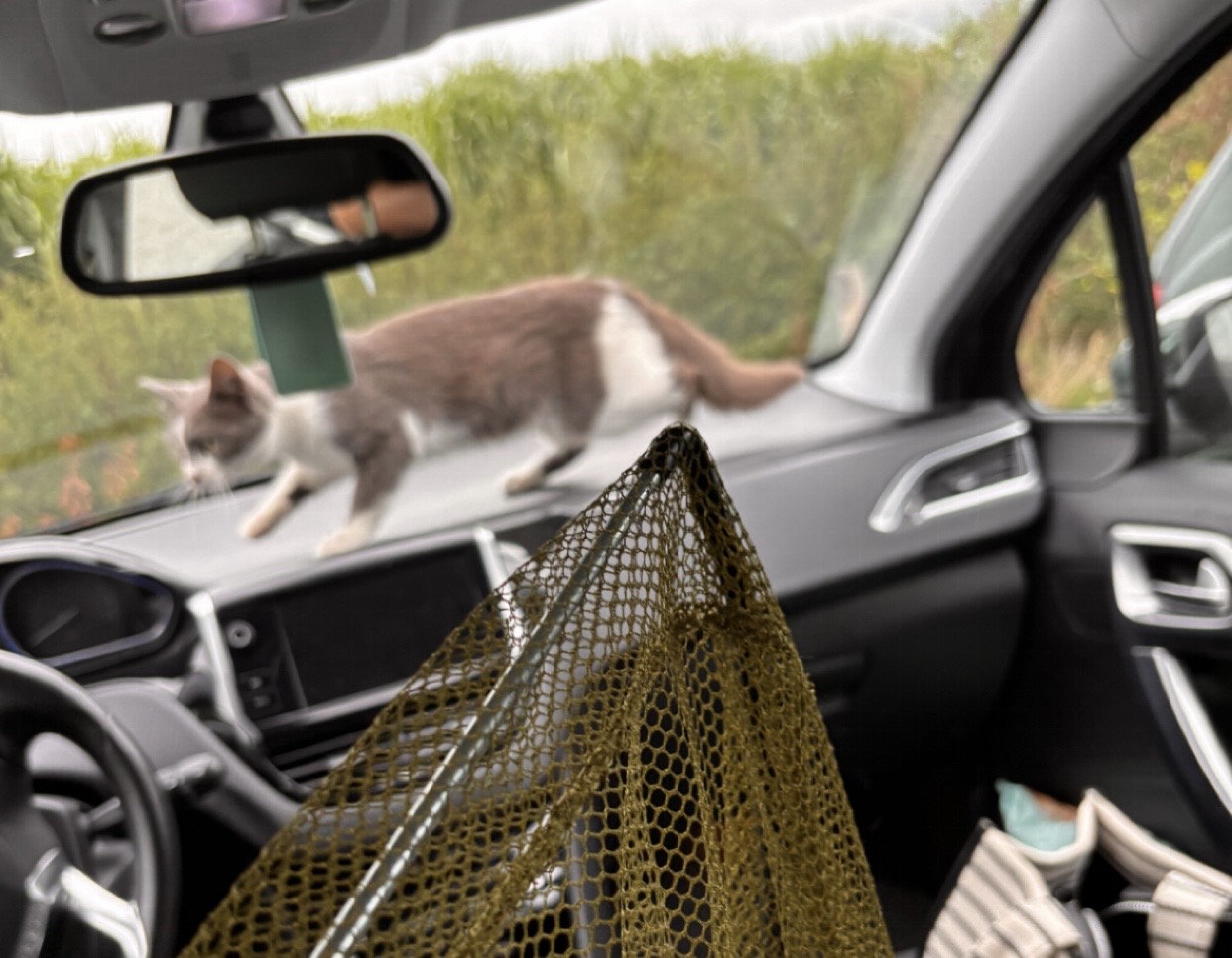 Chat trouvé accidenté