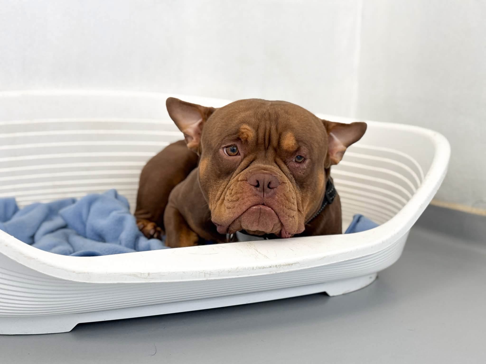 Oscar, chien à l'adoption chez Sans Collier