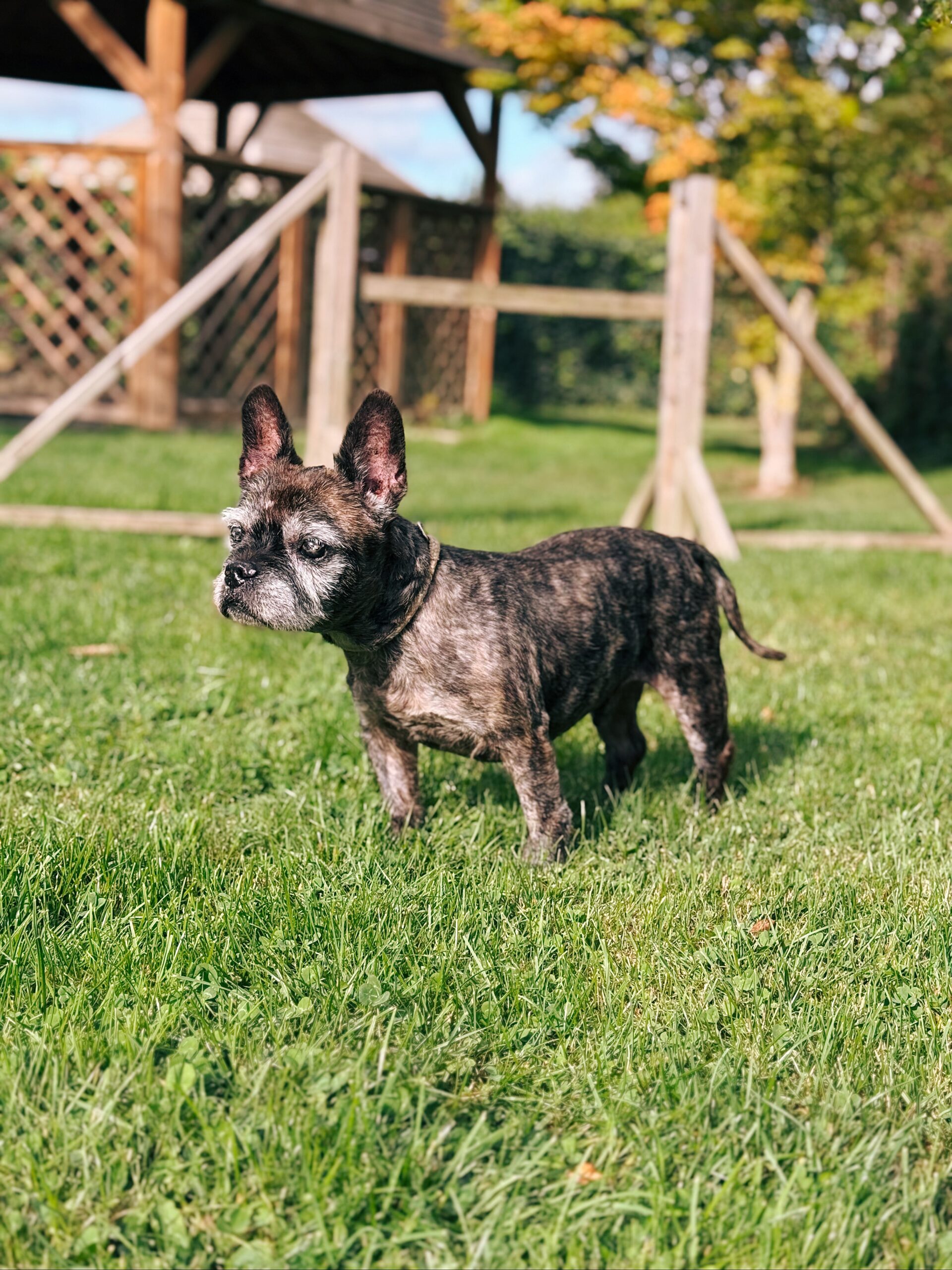 Whisky, chien à l'adoption chez Sans Collier