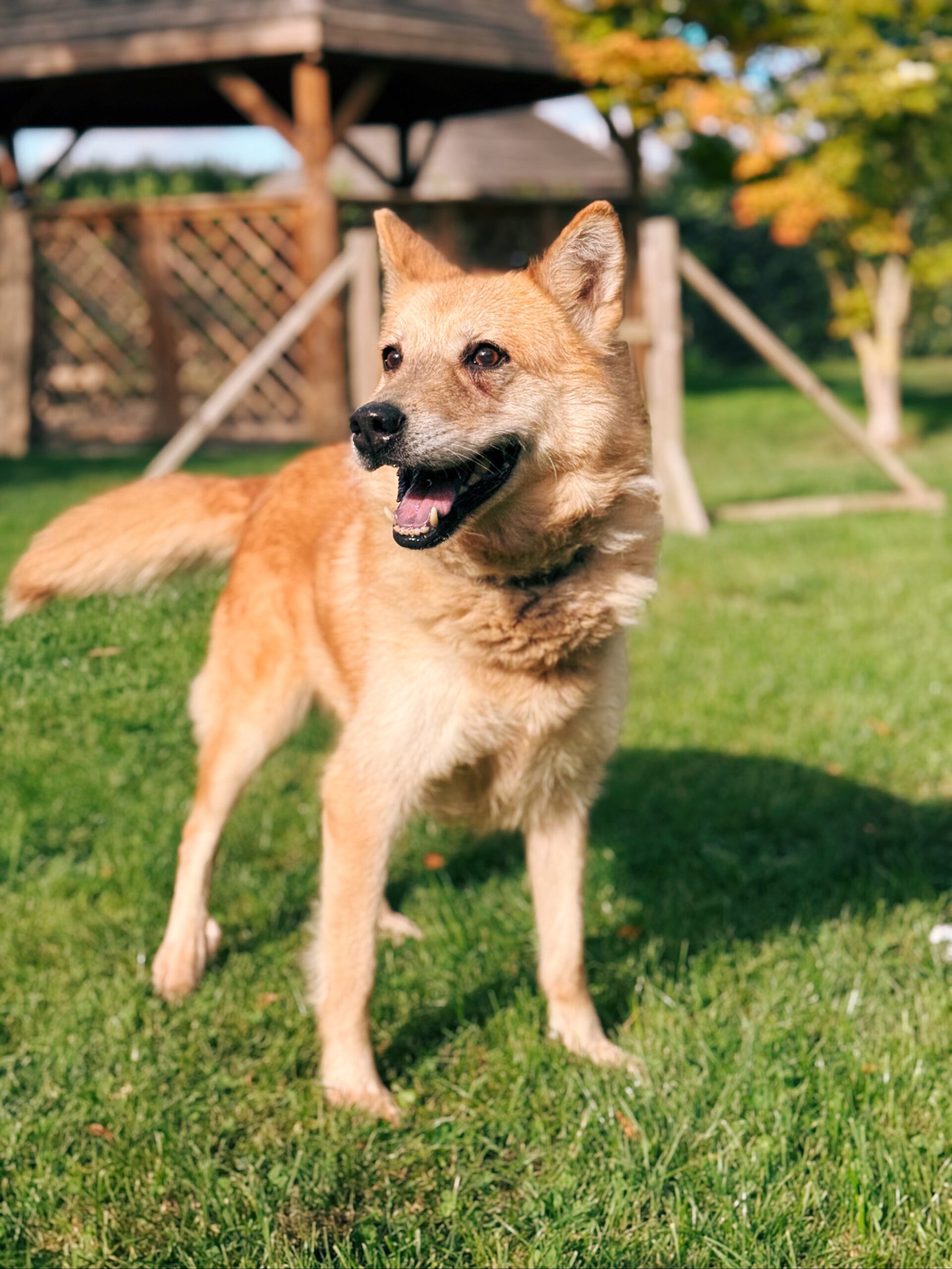 Tala, chien à l'adoption chez Sans Collier