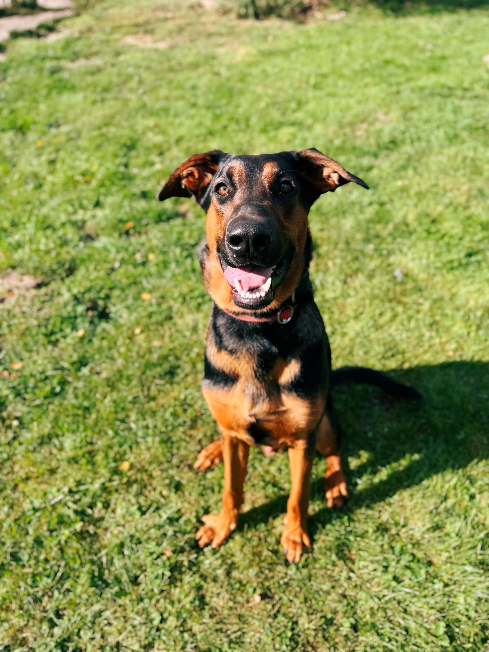 Pepsi, chien à l'adoption chez Sans Collier