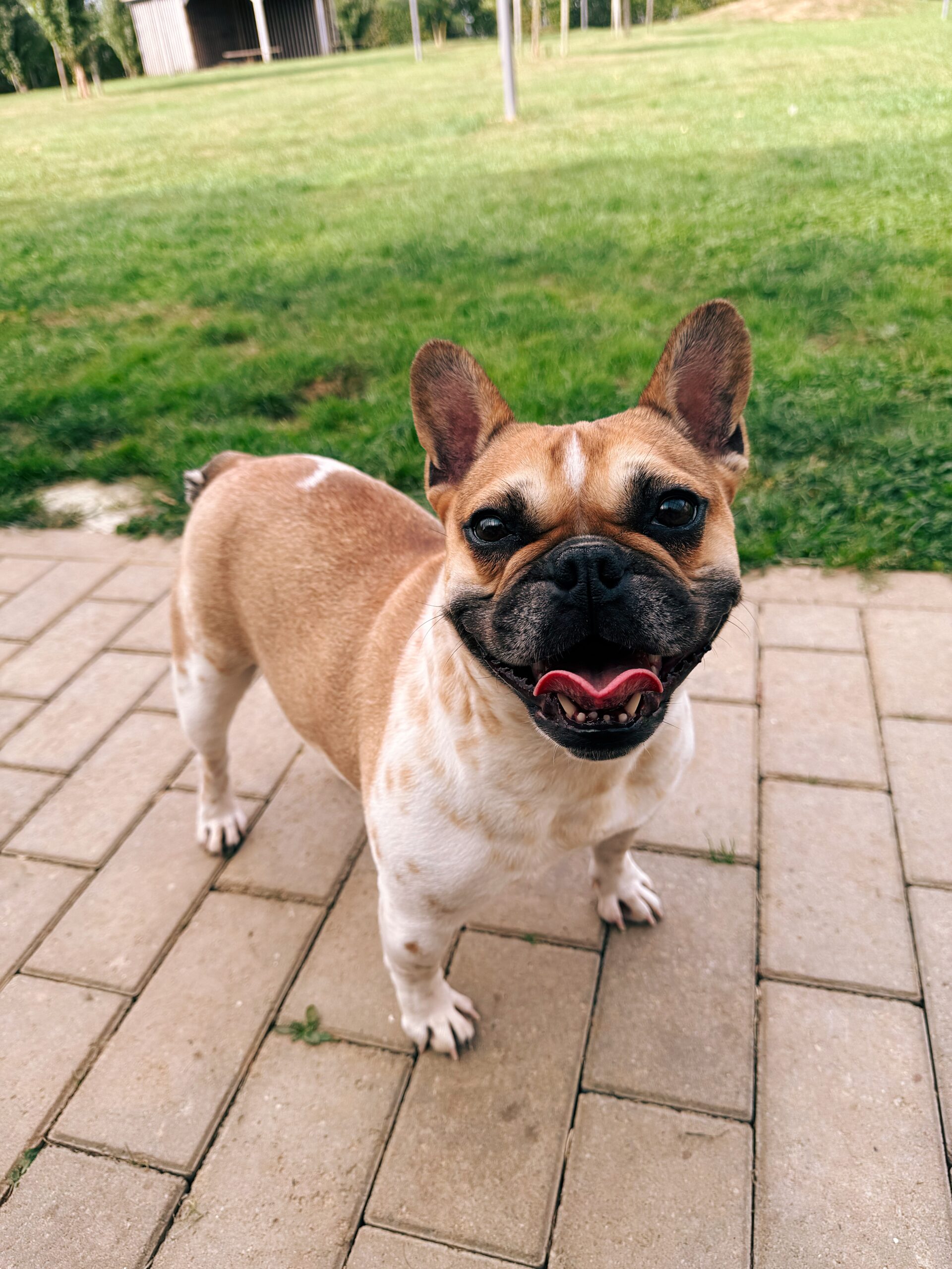 Lola, chien à l'adoption chez Sans Collier