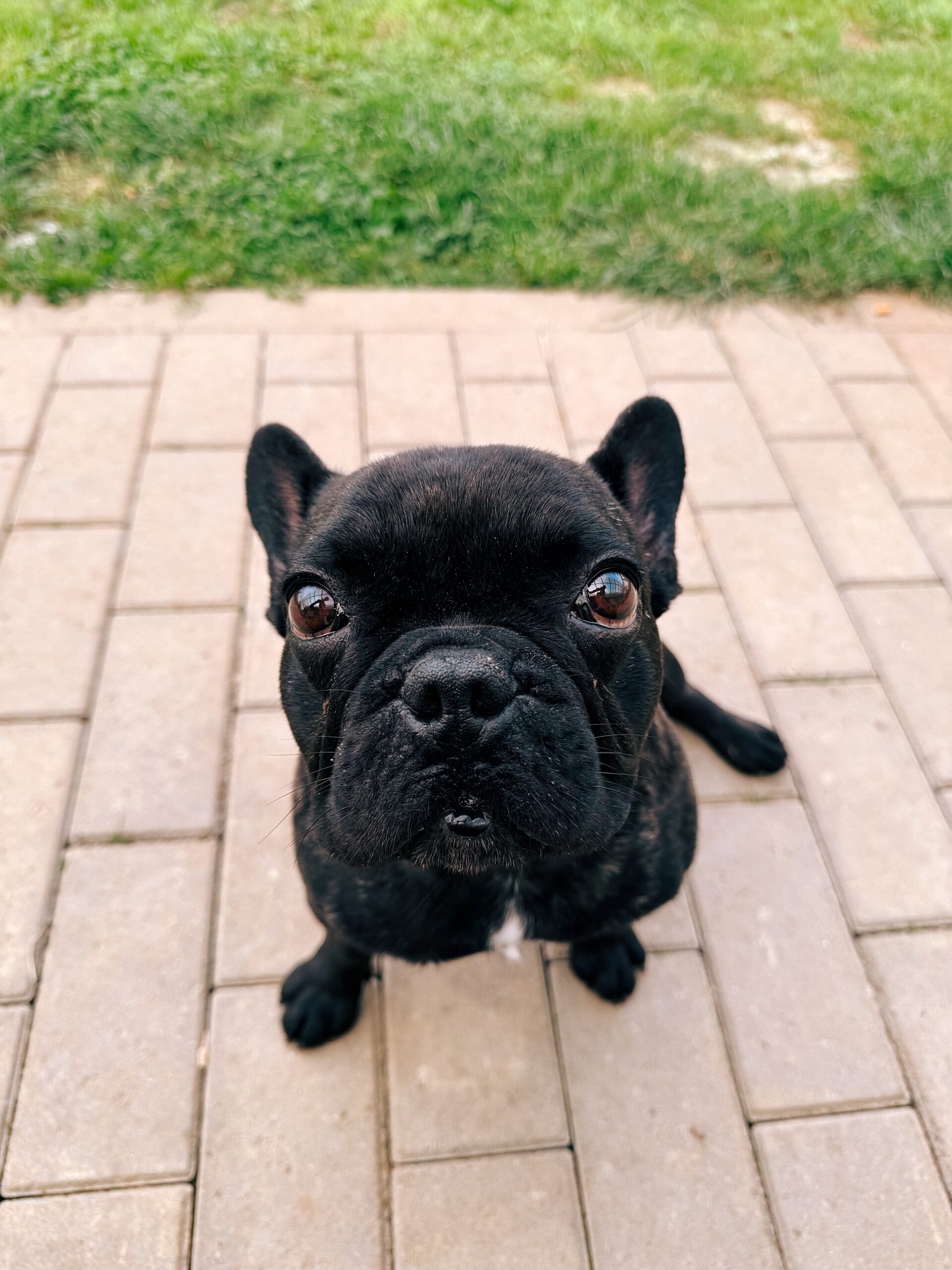 Tobby, chien à l'adoption chez Sans Collier