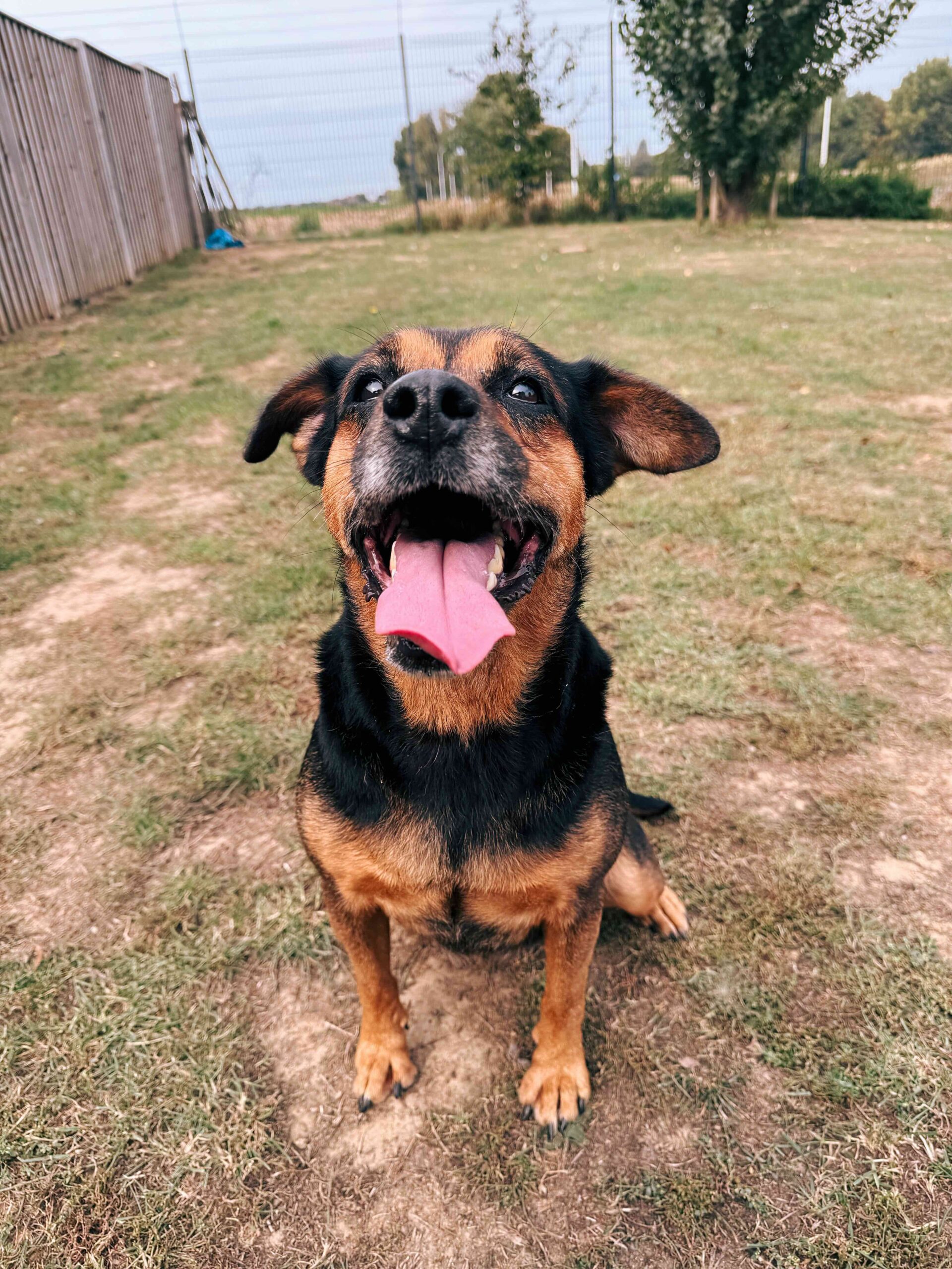 Nala 2, chien à l'adoption chez Sans Collier