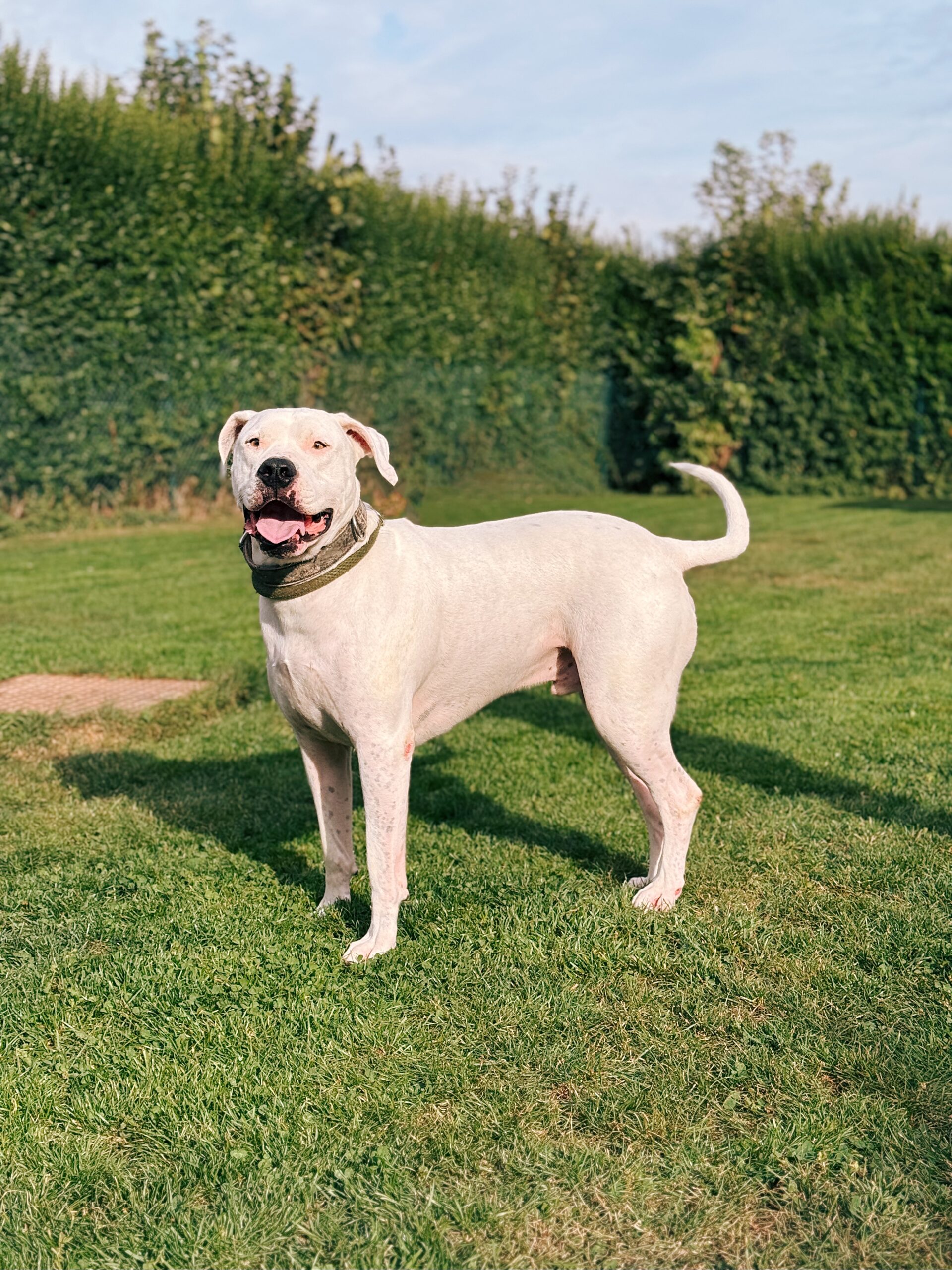 Pepper, chien à l'adoption chez Sans Collier