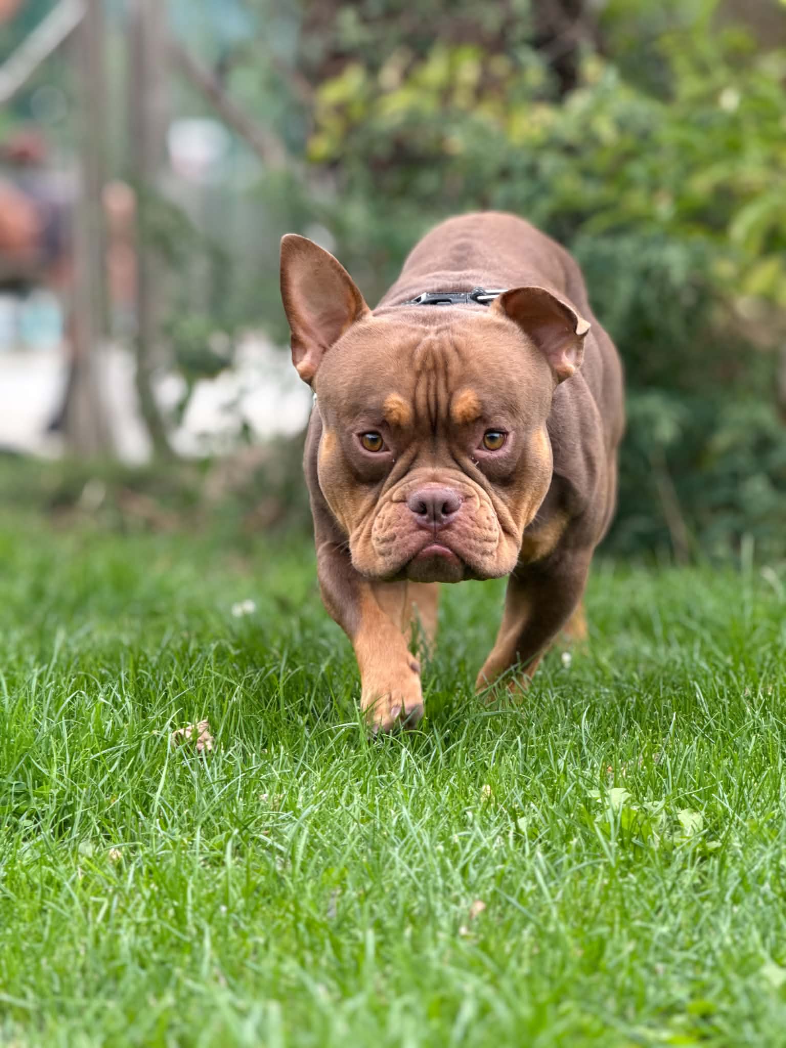 Oscar, chien à l'adoption chez Sans Collier