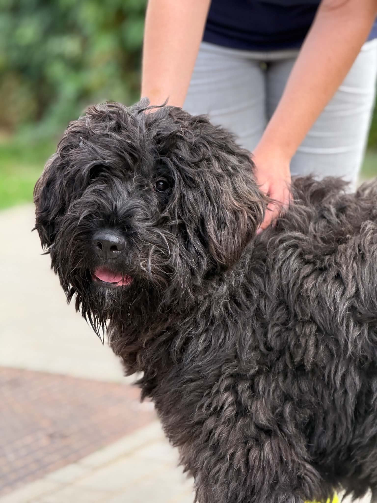 Xaria, chien à l'adoption chez Sans Collier