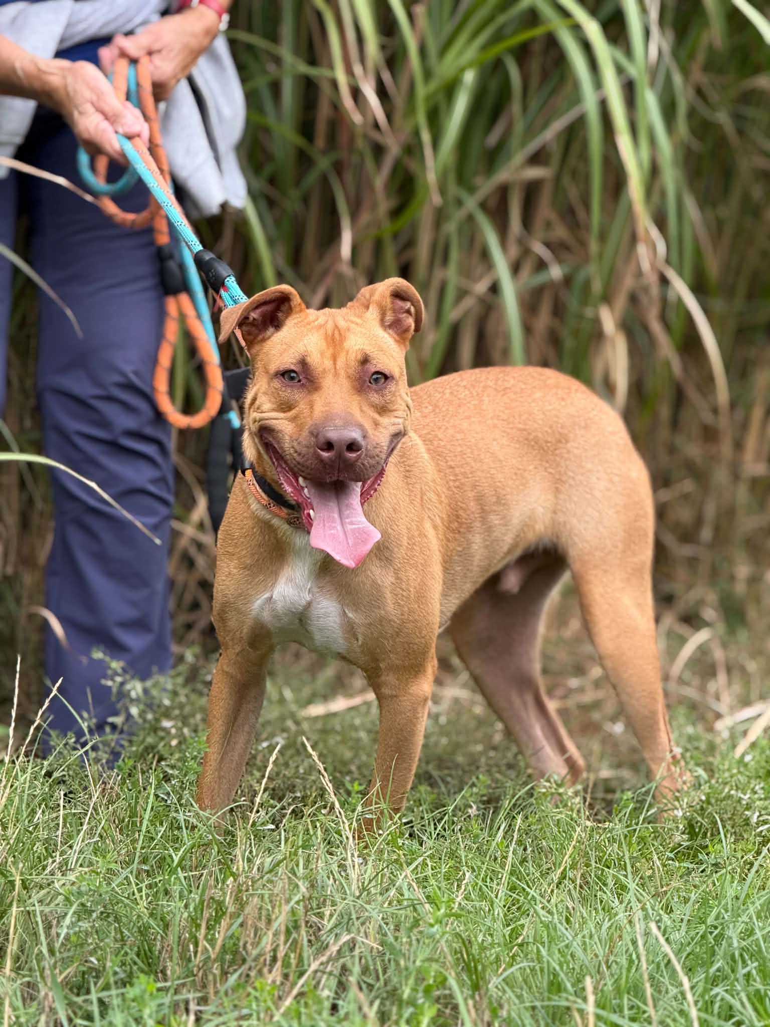 Groet, chien à l'adoption chez Sans Collier
