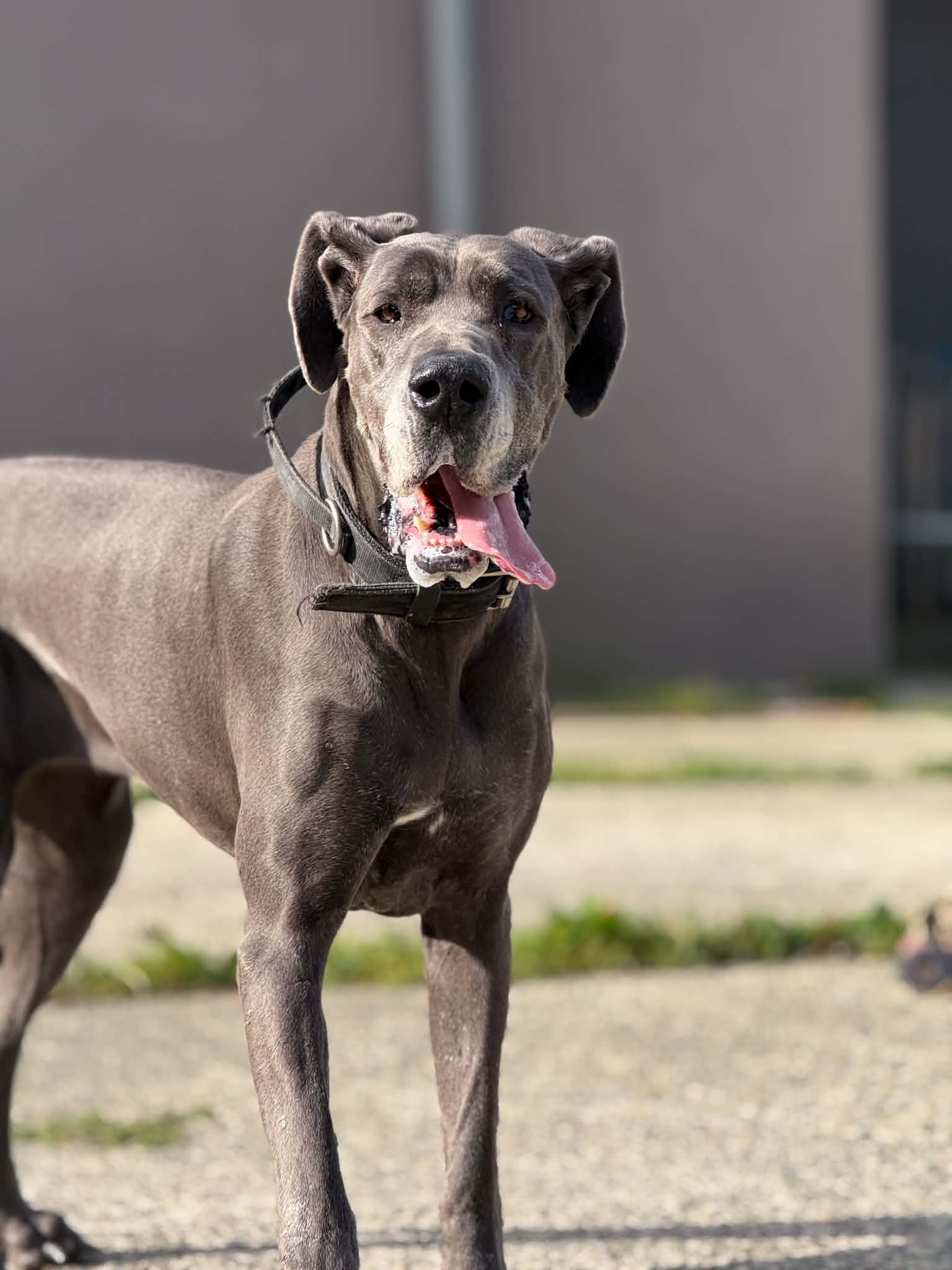Titi, chien à l'adoption chez Sans Collier