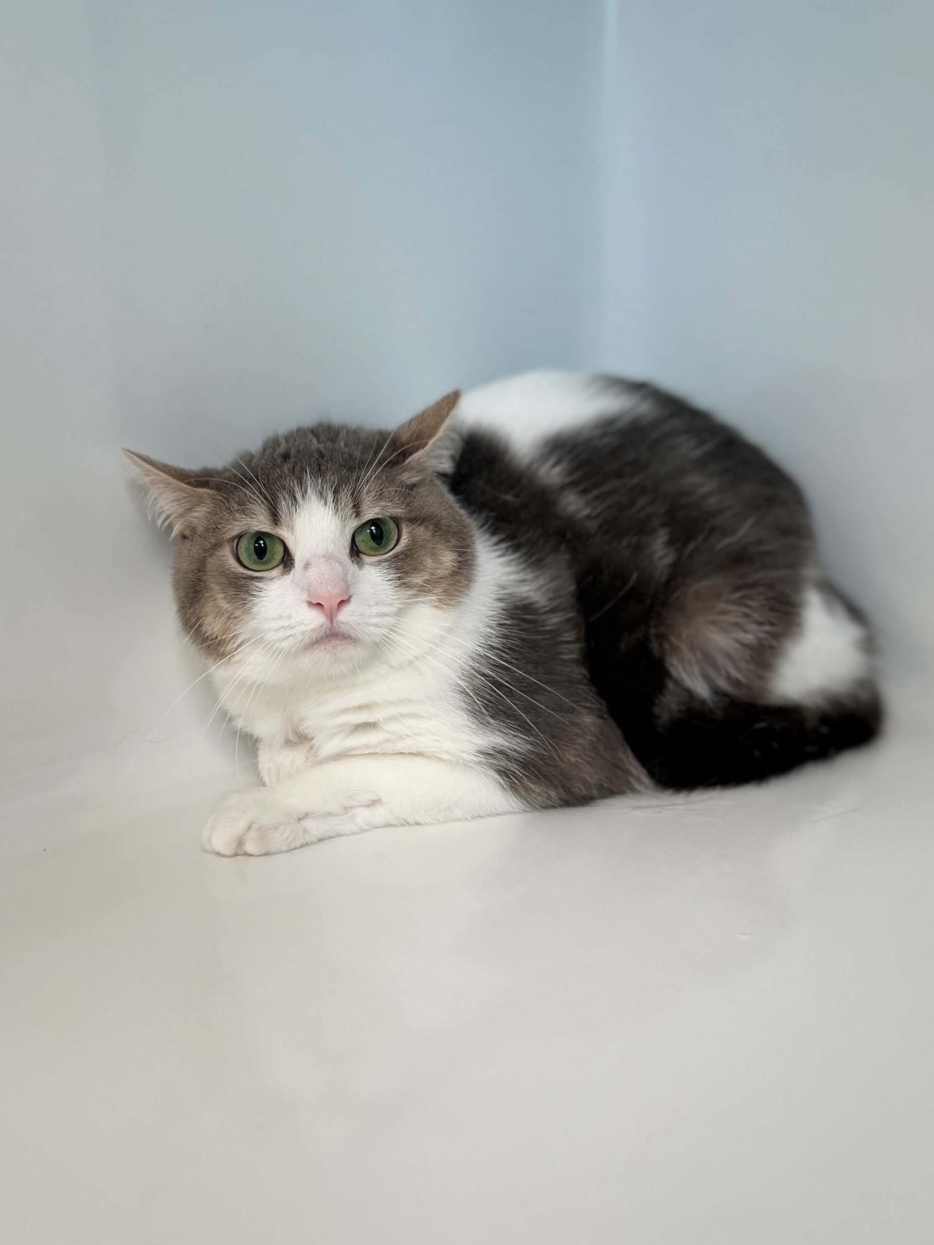 Poulette, chat à l'adoption chez Sans Collier