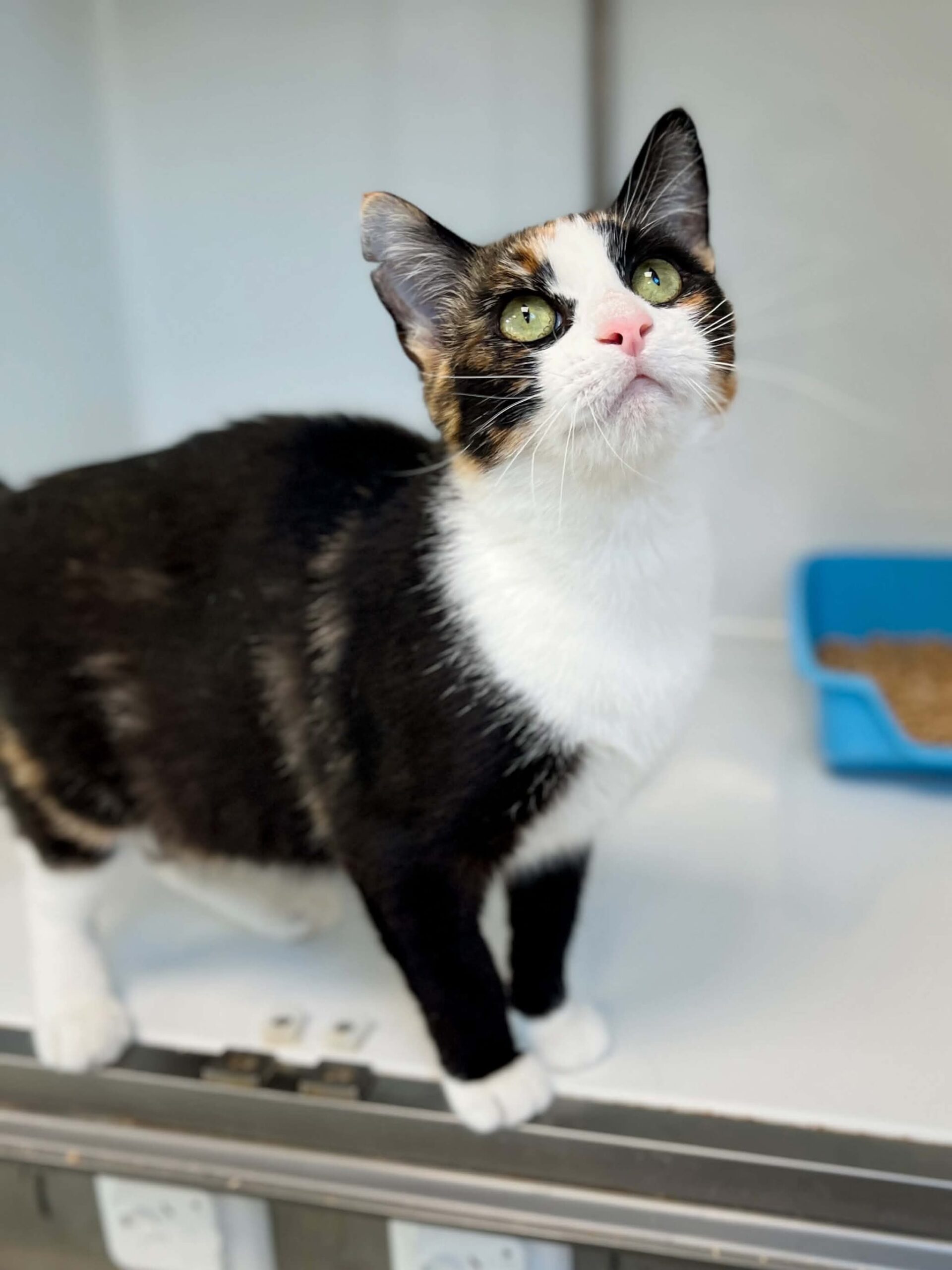 Brita, chat à l'adoption chez Sans Collier