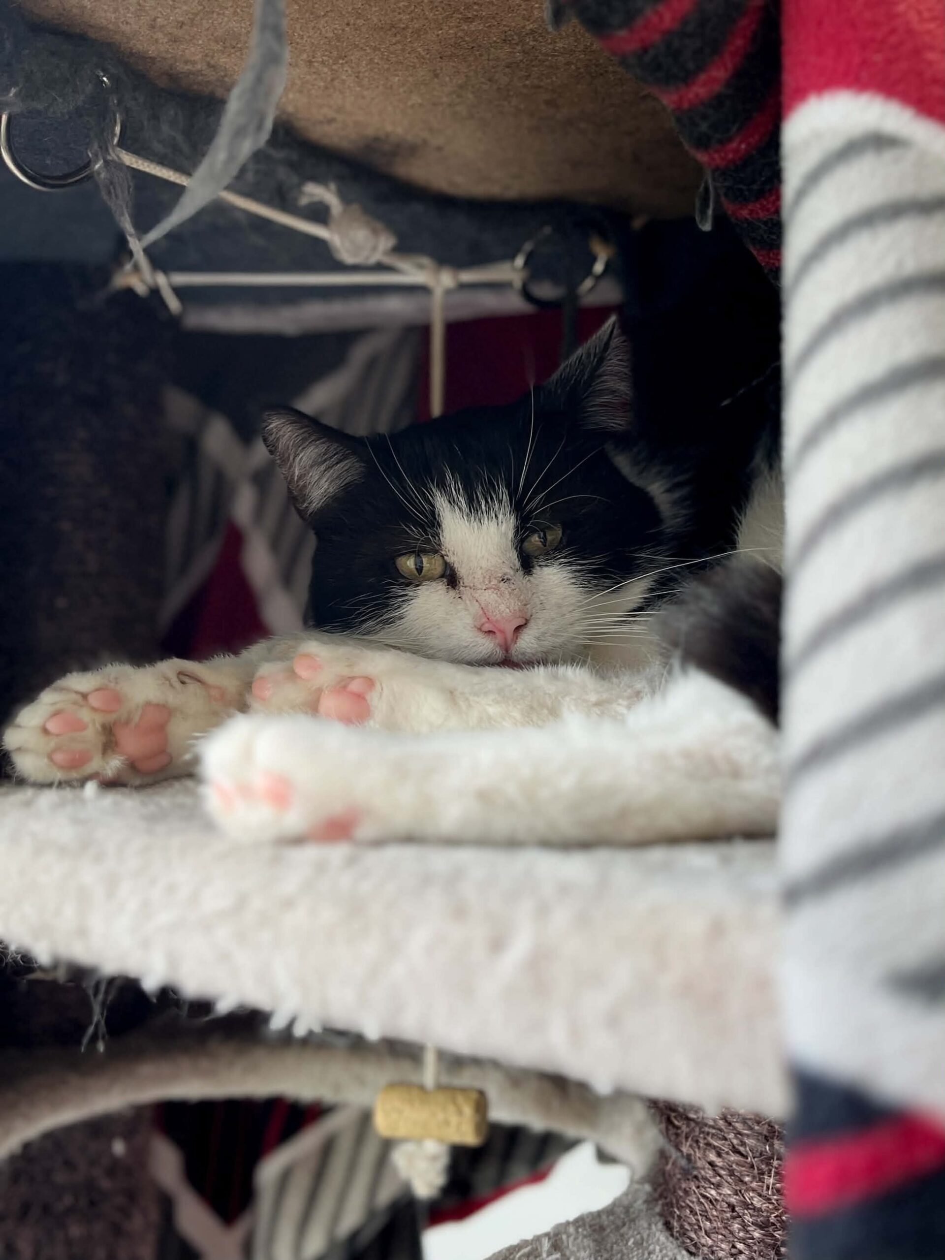Toner, chat à l'adoption chez Sans Collier