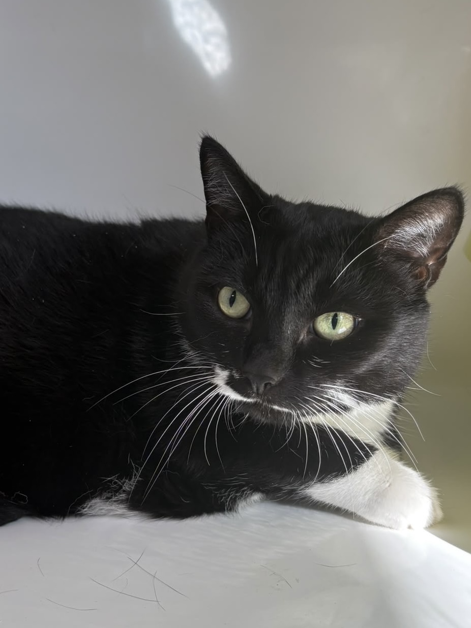 Eowin, chat à l'adoption chez Sans Collier