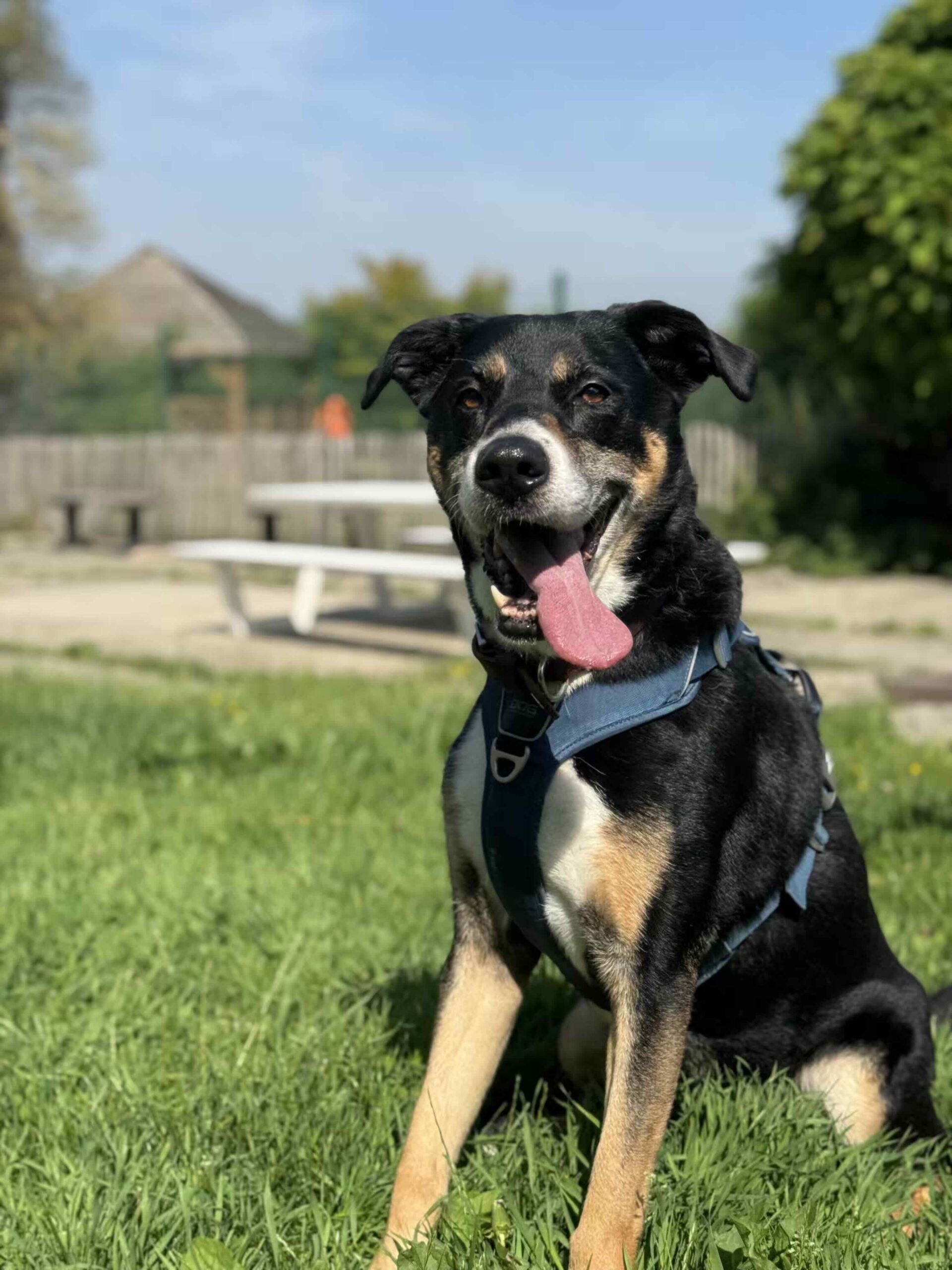 Nala, chien à l'adoption chez Sans Collier