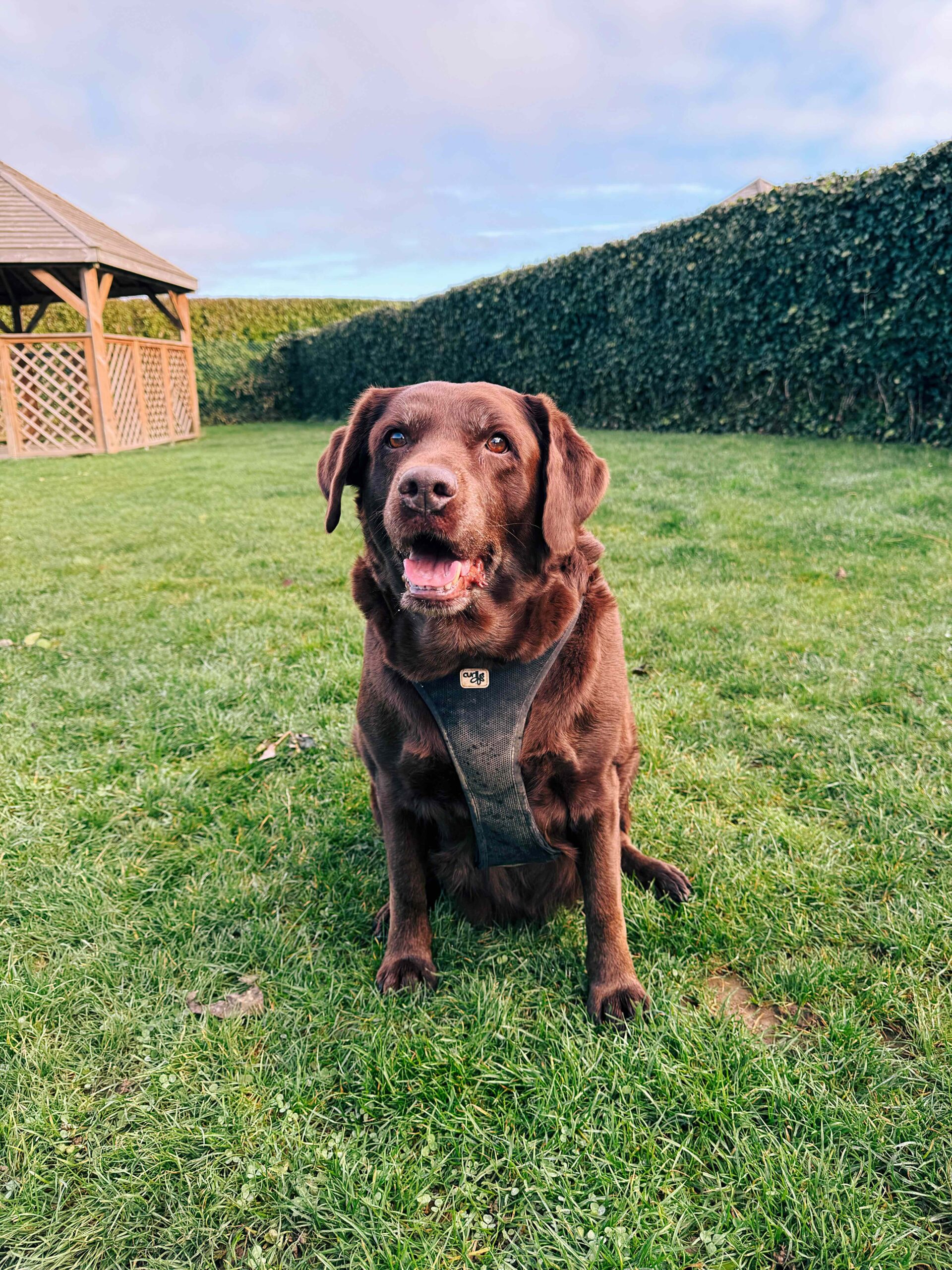Brigitte, chien à l'adoption chez Sans Collier