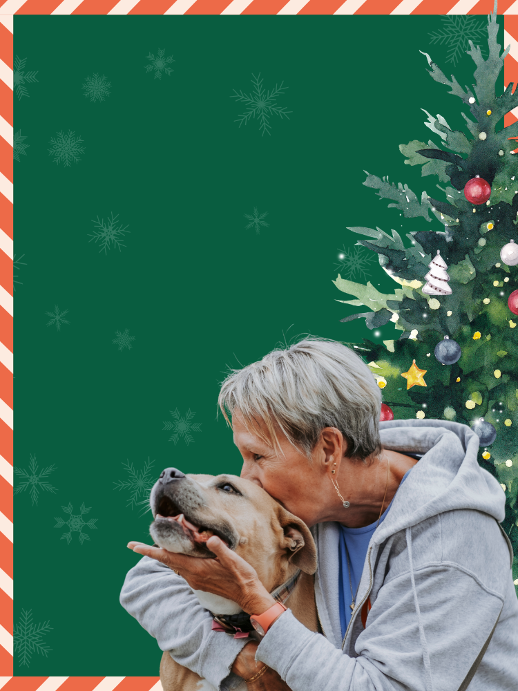 Sans Collier vous invite au Noel des Animaux le 12-13 décembre