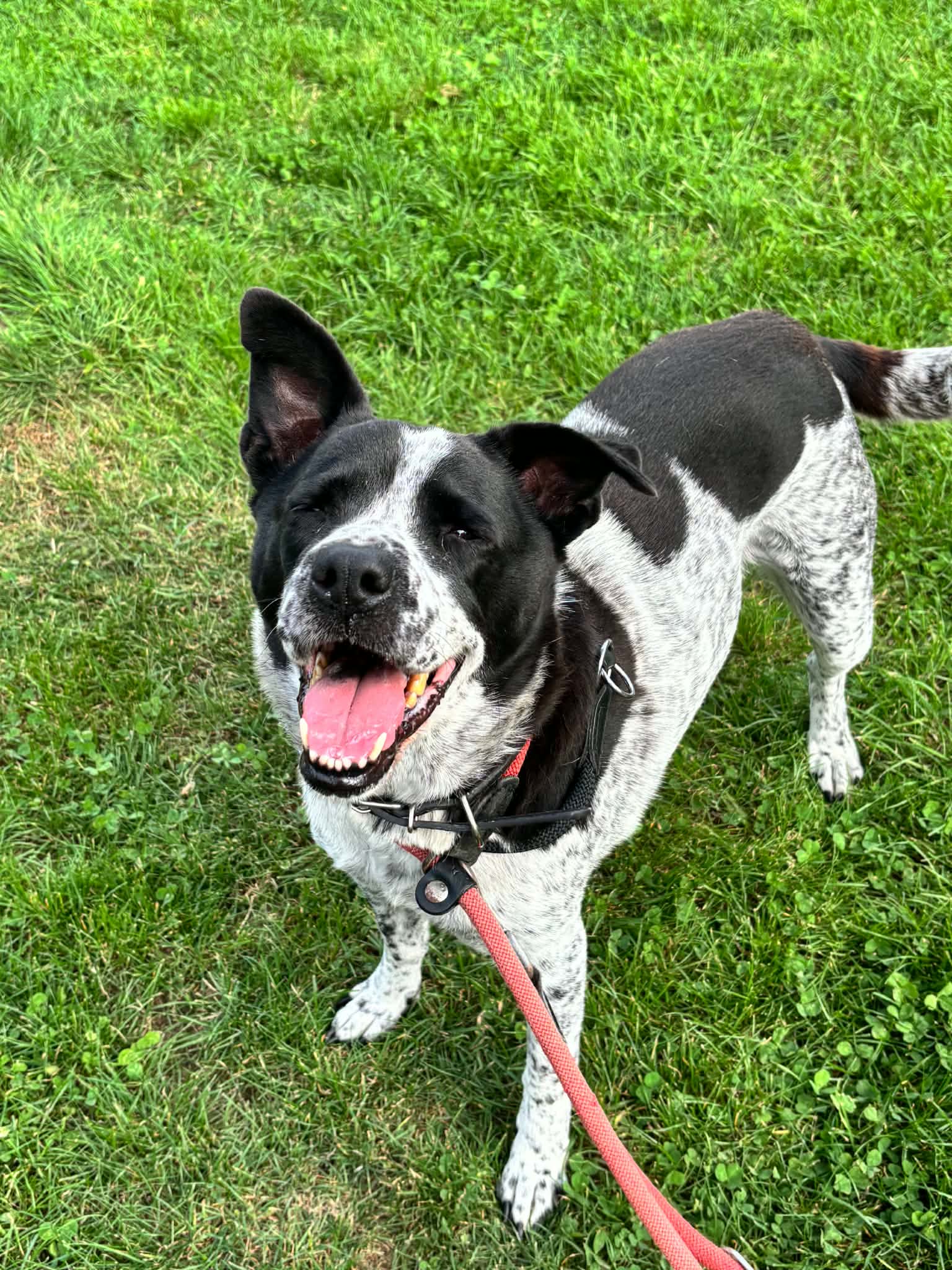 Bella, chien à l'adoption chez Sans Collier