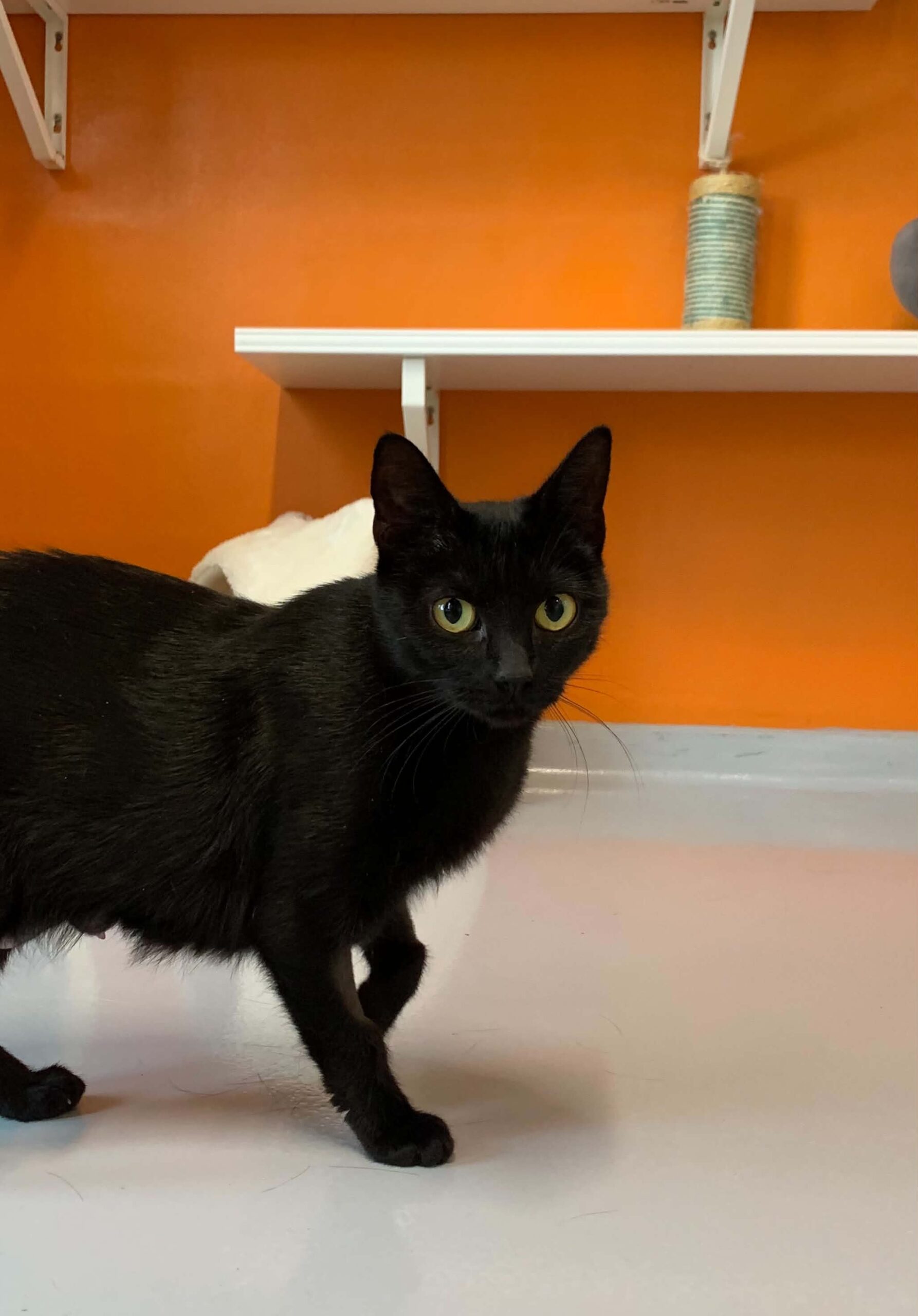 Galaxie, chat à l'adoption chez Sans Collier