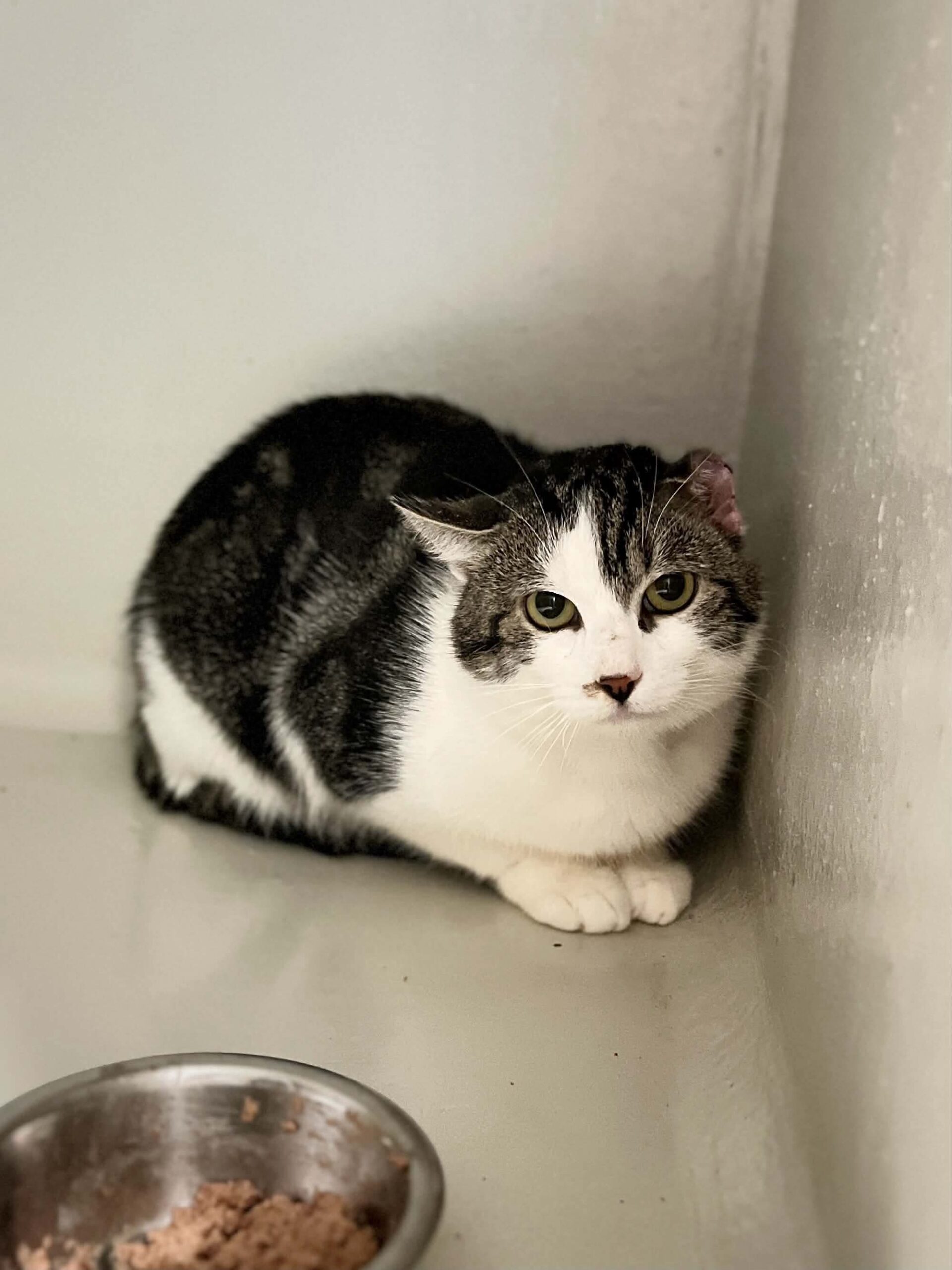 Incourt, chat à l'adoption chez Sans Collier