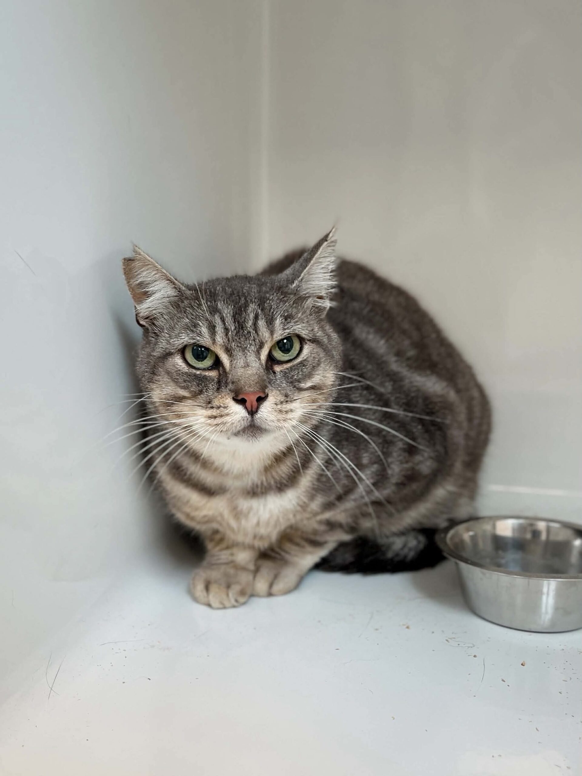 Bébé, chat à l'adoption chez Sans Collier
